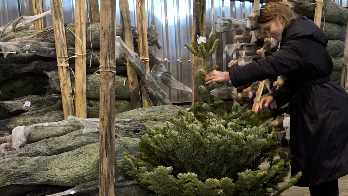 Šťastné, veselé a udržitelné. Projekt zachraňuje nedokonalé vánoční stromky před drtičkou